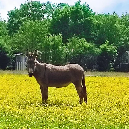 Campsite Mobil-home Avec Terrasse - 6 Pers. - Api-1-52-2015